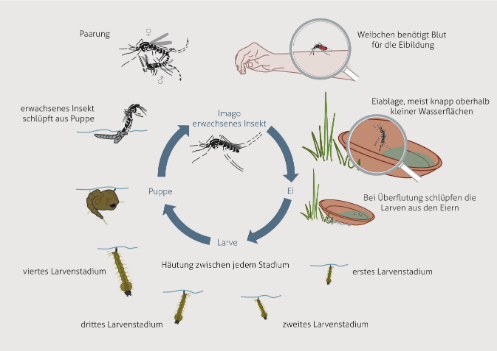 Darstellung der Entwicklung vom Ei bis zur ausgewachsenen Tigermücke