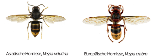 Vergleich Vespa velutina und crabro